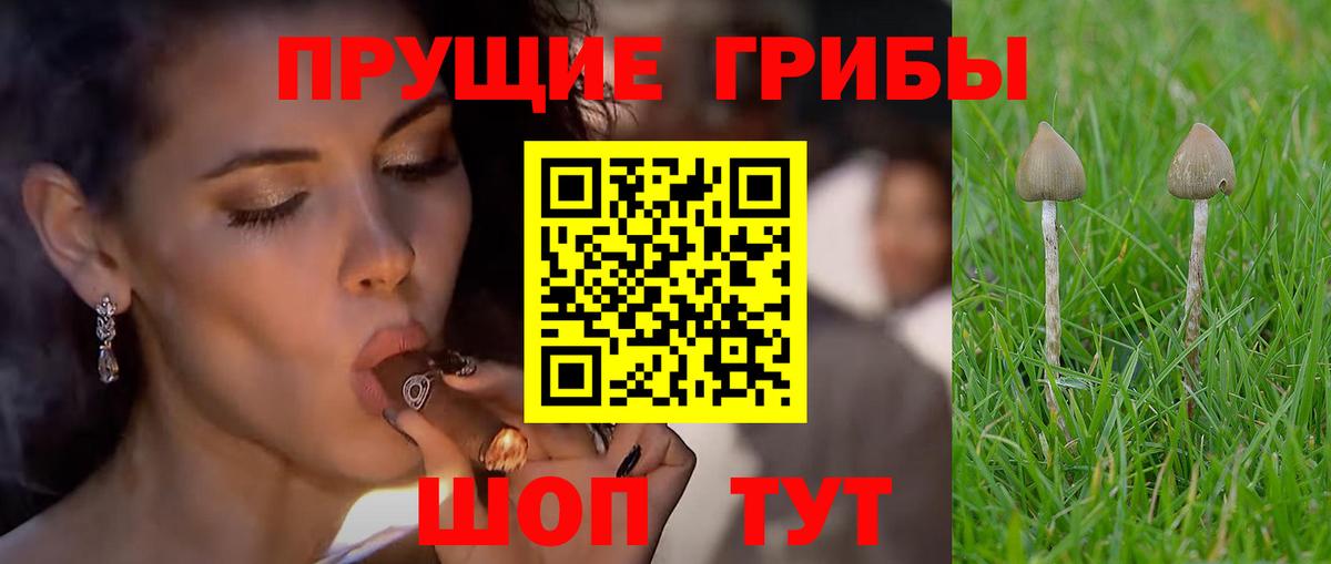 Галлюциногенные грибы Psilocybine cubensis Урай